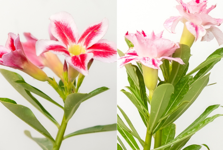 Blushing Desert Bonsai Adenium Combo