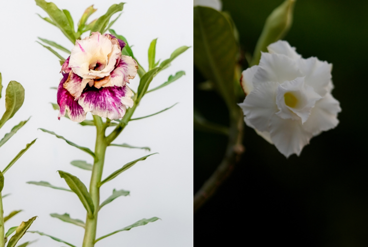 White Desert Bliss Bonsai Adenium Combo