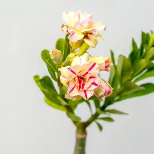 Bright Summer Bonsai Adenium Combo