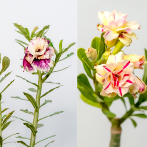 Bright Summer Bonsai Adenium Combo