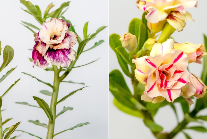 Bright Summer Bonsai Adenium Combo