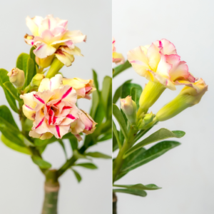 Candy Charm Bonsai Adenium Combo