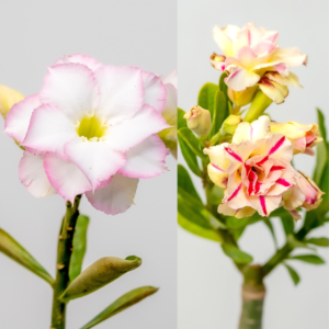 Candy Pearl Bonsai Adenium Combo