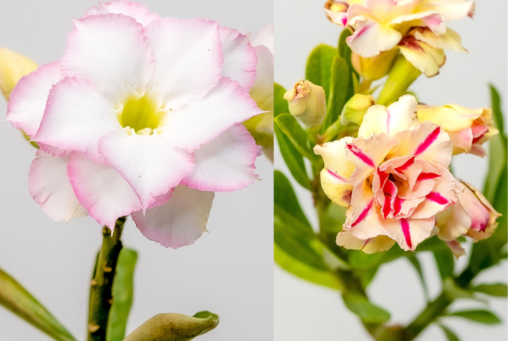 Candy Pearl Bonsai Adenium Combo