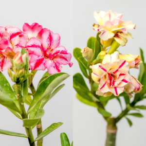 Candy Sunset Bonsai Adenium Combo