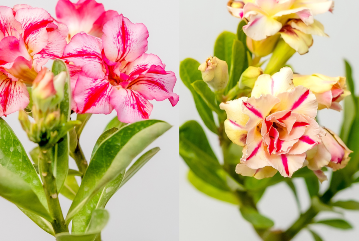Candy Sunset Bonsai Adenium Combo