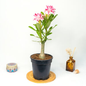 Celestial Glow Bonsai Adenium Combo