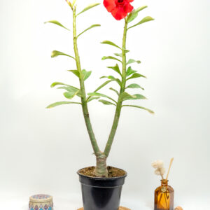 Classic Red Duo Bonsai Adenium Combo