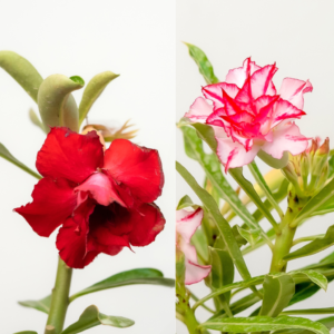 Classic Red Duo Bonsai Adenium Combo