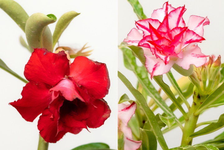 Classic Red Duo Bonsai Adenium Combo