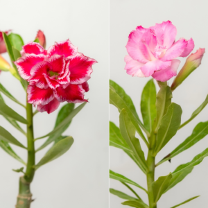 Classic Rose Duo Bonsai Adenium Combo