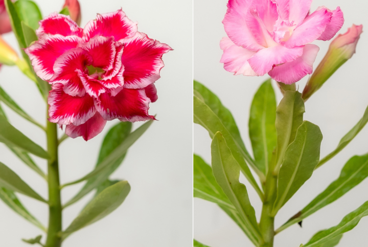 Classic Rose Duo Bonsai Adenium Combo