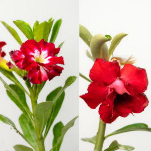 Desert Fire Bonsai Adenium Combo