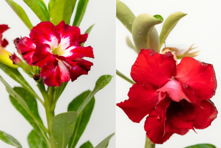 Desert Fire Bonsai Adenium Combo