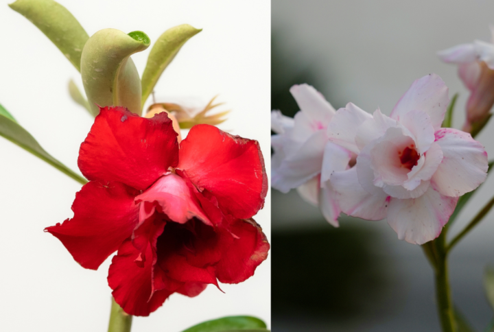 Desert Flame Bonsai Adenium Combo