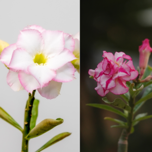 Summer Breeze Bonsai Adenium Combo