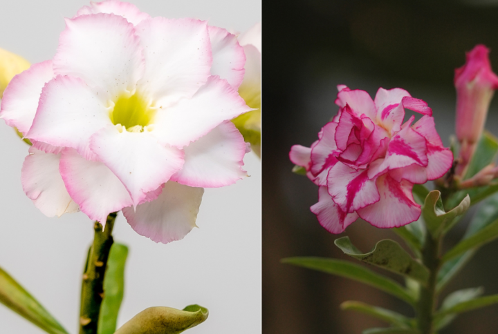 Summer Breeze Bonsai Adenium Combo