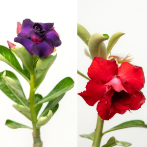 Fiery Red Duo Bonsai Adenium Combo