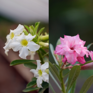 Floral Dream Bonsai Adenium Combo