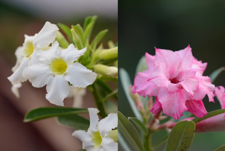 Floral Dream Bonsai Adenium Combo