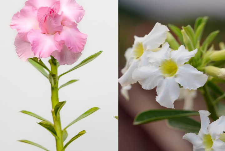 Floral Harmony Bonsai Adenium Combo