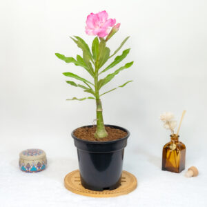 Glowing Bonsai Adenium Combo