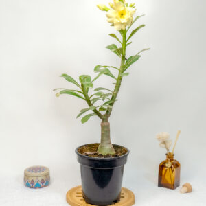 Golden Bliss Bonsai Adenium Combo