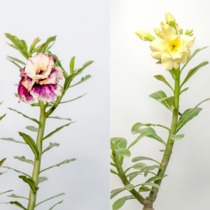 Golden Dawn Bonsai Adenium Combo