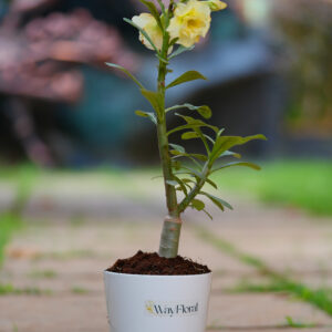 Golden Flame Bonsai Adenium Combo