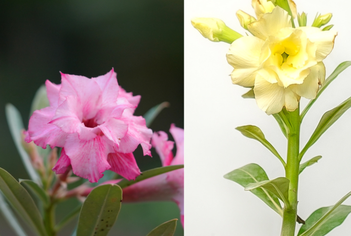 Golden Magenta Bonsai Adenium Combo