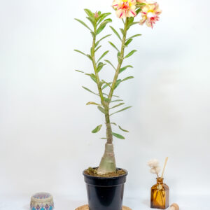 Golden Paradise Bonsai Adenium Combo