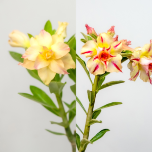 Golden Petal Bonsai Adenium Combo