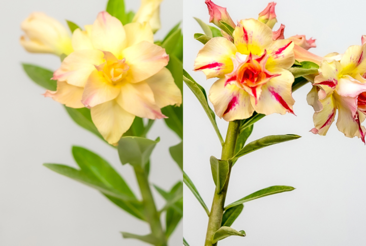 Golden Petal Bonsai Adenium Combo