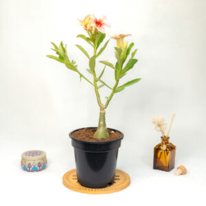 Golden Rose Bonsai Adenium Combo