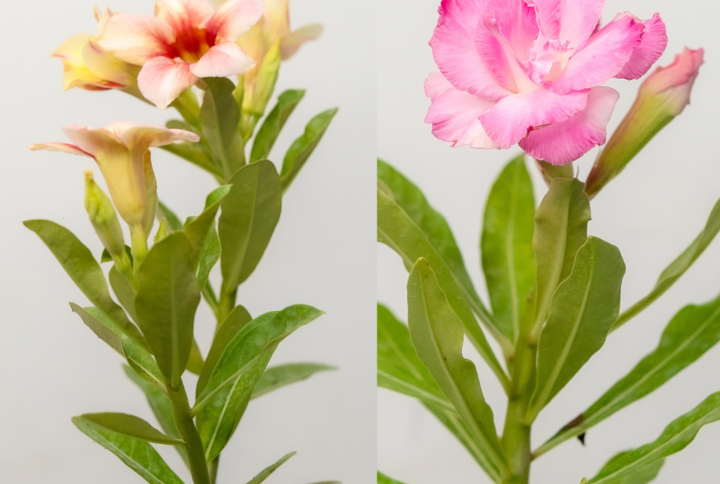 Golden Rose Bonsai Adenium Combo