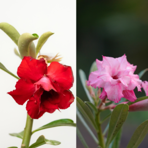 Magenta Flame Bonsai Adenium Combo