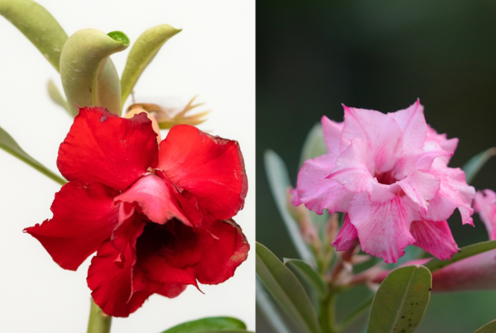 Magenta Flame Bonsai Adenium Combo