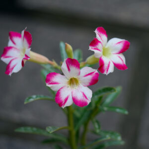 Heavenly White Bonsai Adenium Combo