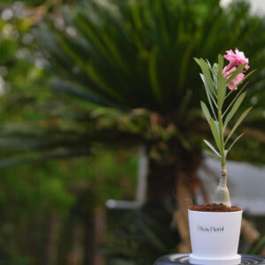 Magenta Bloom Bonsai Adenium Combo