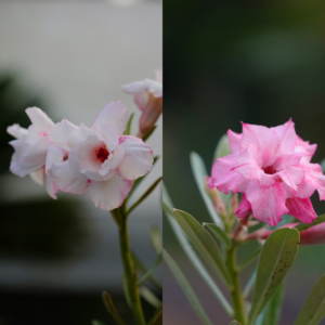 Magenta Bloom Bonsai Adenium Combo