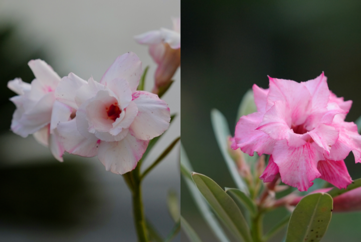 Magenta Bloom Bonsai Adenium Combo