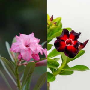 Magenta Magic Bonsai Adenium Combo