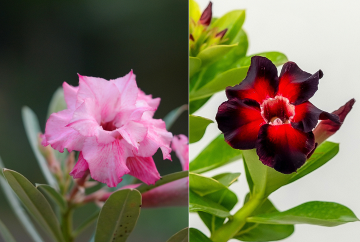 Magenta Magic Bonsai Adenium Combo