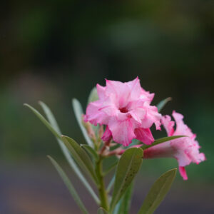 Magenta Mist Bonsai Adenium Combo