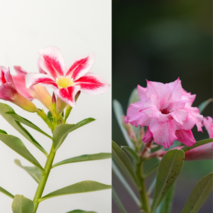 Magenta Mist Bonsai Adenium Combo