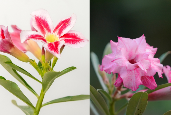 Magenta Mist Bonsai Adenium Combo