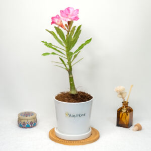 Magenta Whirl Bonsai Adenium Combo