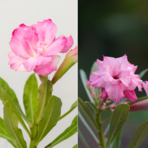 Magenta Whirl Bonsai Adenium Combo