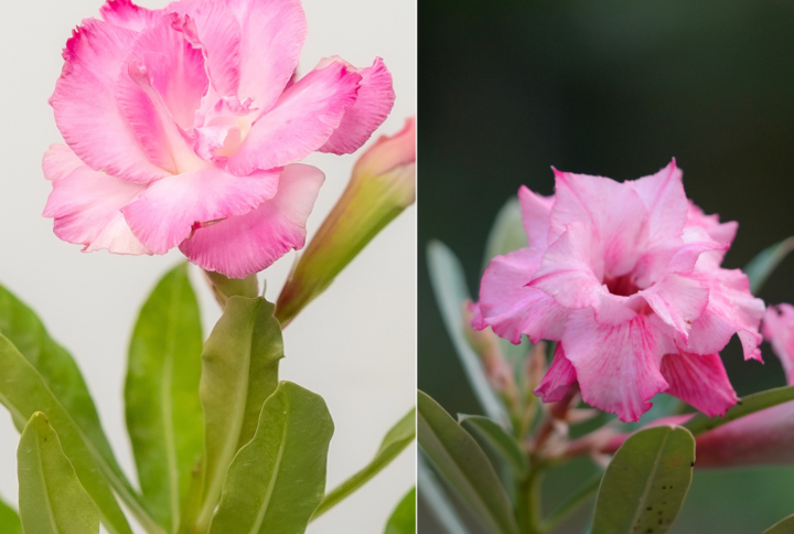 Magenta Whirl Bonsai Adenium Combo