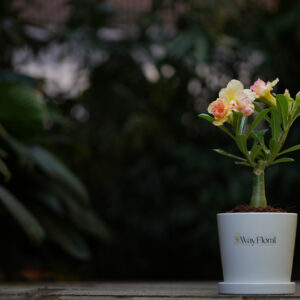 Majestic Duo Bonsai Adenium Combo